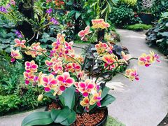 -新加坡植物园