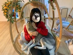 -Husky Go! 哈士奇体验馆·宠物咖啡厅狗咖