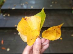 -羚羊峡古栈道森林公园