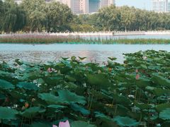 -莲花池公园