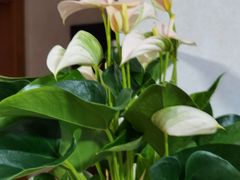 -双季花艺园艺市场(浦东店)