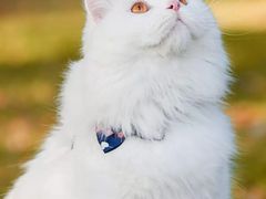 -清真全盛斋传统糕点(许士庙店)