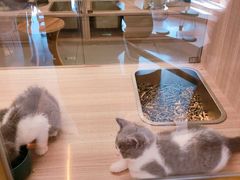 -飞行喵MR PILOT|猫舍·猫咖(静安大融城店)