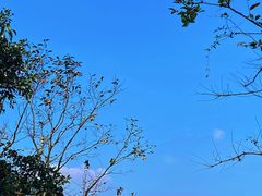 -桃花岭景区