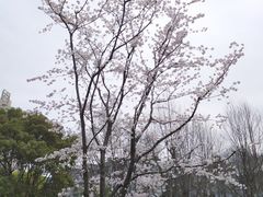 -和平公园