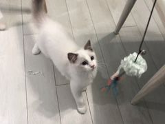 -喵的天空名猫咖啡馆·撸猫·猫舍·用品