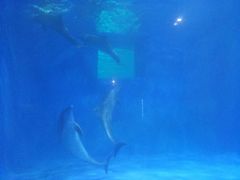 -多彩贵州城极地海洋世界