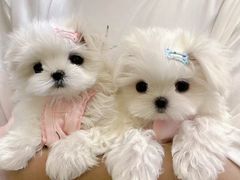 -萌宠之家·腊肠犬·马尔泰·小体犬舍