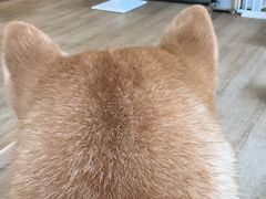 -南京Hallo宠物乐园·哈罗犬舍·柴犬繁育基地