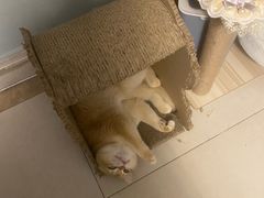 -lincat·猫舍(广州店)