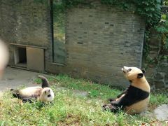 -都江堰中华大熊猫苑
