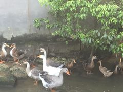 -陈有良尖椒鸡(江津总店)