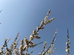 -香雪海