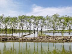 -西青郊野公园