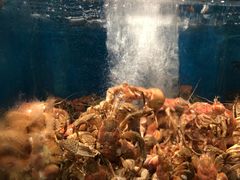 -苏大嘴海鲜牧场(奥林匹克店)