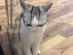 -袖虎·猫馆(体育西路店)
