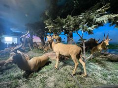 -国家自然博物馆