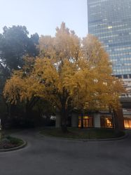 点击看大图 -上海瑞金洲际酒店·宴会厅