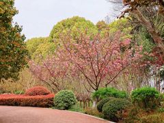 -金鸡湖桃花岛