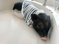 -怪兽屋·羊驼·猫咖·狗咖(俊华广场店)