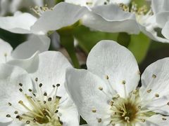 -树山生态村