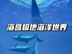 -海合安成都极地海洋公园