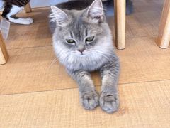 -Let's go狗咖·猫咖·奶狗·桌游(春熙路IFS店)