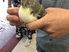 -观桥阁(锦溪店)