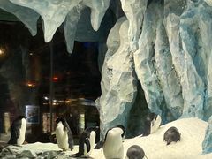 -帝企鹅自助餐厅•儿童岛•真企鹅(长隆企鹅酒店)