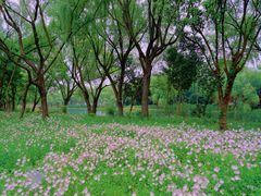 -虎丘湿地公园