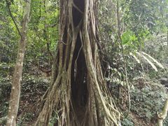 -中国科学院西双版纳热带植物园