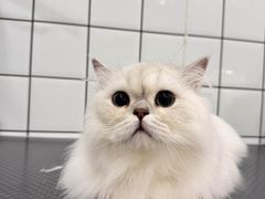 -BABIT巴比特宠物(MOMOPARK店)