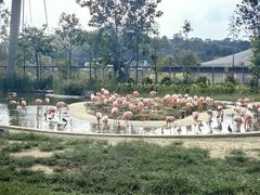 -新加坡飞禽公园