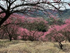-新建村梅花