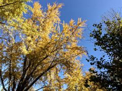 -三里屯东五街银杏大道