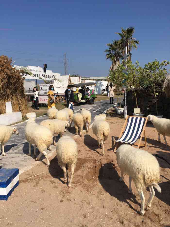 honeycc绵羊牧场摄影基地番禺南村店