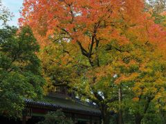 -灵谷景区