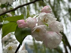 -海棠花溪(元大都城垣遗址公园)
