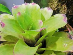 -北京植物园-展览温室