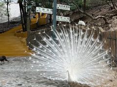 -燕塞湖鸟语林景区