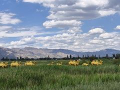 -敕勒川草原文化旅游区