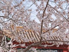 -桃花堤公园