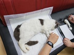 -瑞派天宁宠物医院·猫科·异宠中心
