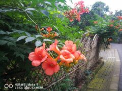 -张鸟园农家乐(张鸟园店)