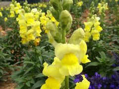 -松山湖梦幻百花洲