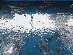 -鸿渡渔庄·特色鸭咀鱼