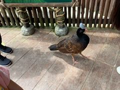 -新加坡飞禽公园
