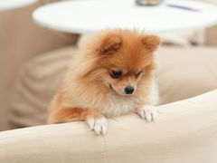 -怪兽屋·羊驼·猫咖·狗咖(俊华广场店)