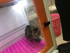 -福懋动物医院·犬猫全科·外科·重症科(杏林分院)