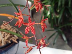 -国家植物园